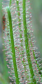 Drosera filiformis Raf.