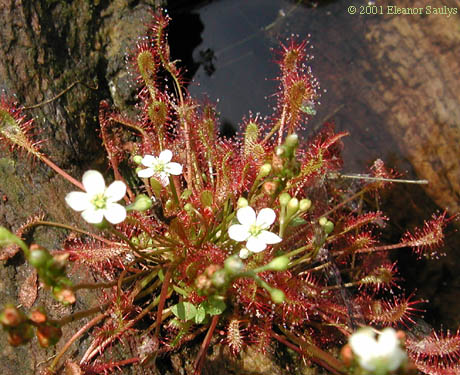 Drosera intermedia Hayne
