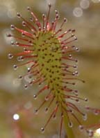 Drosera intermedia Hayne