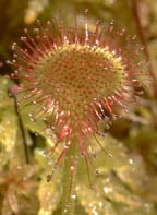 Drosera intermedia Hayne