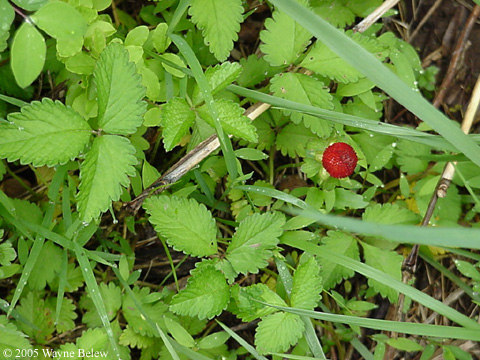 Duchesnea indica (Andr.) Focke
