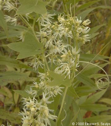 Echinocystis lobata (Michx.) Torr. & Gray