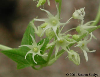 Echinocystis lobata (Michx.) Torr. & Gray
