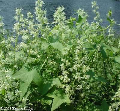 Echinocystis lobata (Michx.) Torr. & Gray
