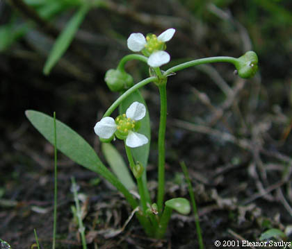 Echinodorus tenellus (Mart.) Buch.