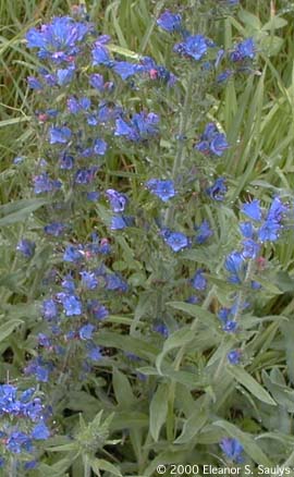 Echium vulgare L.