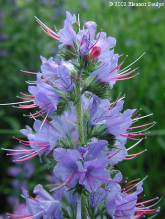 Echium vulgare L.