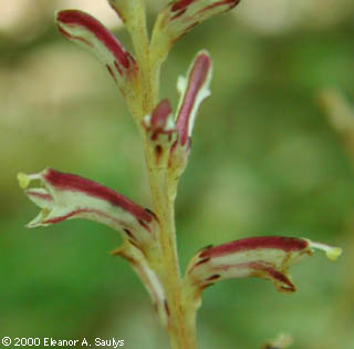 Epifagus virginiana (L.) W. Bart.