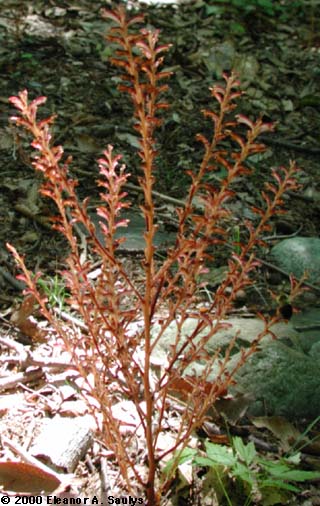 Epifagus virginiana (L.) W. Bart.