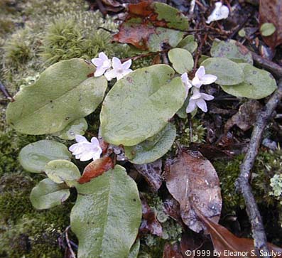 Epigaea repens L.