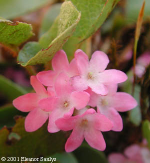 Epigaea repens L.