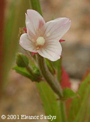 Epilobium coloratum Biehler