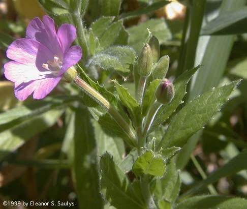 Epilobium hirsutum L.