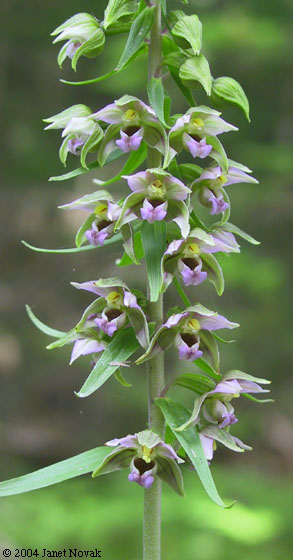 Epipactis helleborine (L.) Crantz
