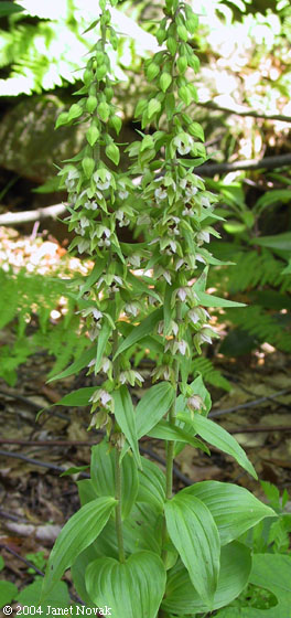 Epipactis helleborine (L.) Crantz