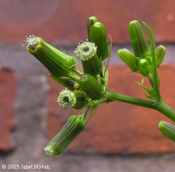 Erechtites hieraciifolia (L.) Raf. ex DC.