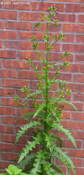 Erechtites hieraciifolia (L.) Raf. ex DC.