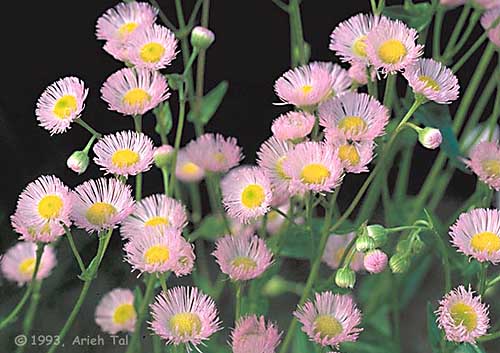 Erigeron philadelphicus L.