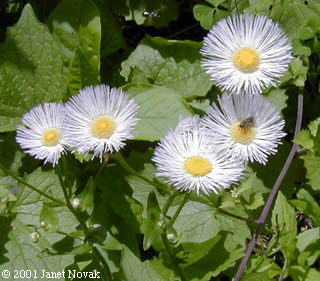 Erigeron philadelphicus L.