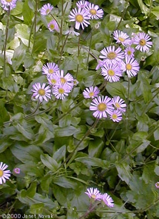 Erigeron pulchellus Michx.