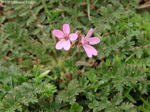 Erodium cicutarium (L.) L'HÈr. ex Ait.