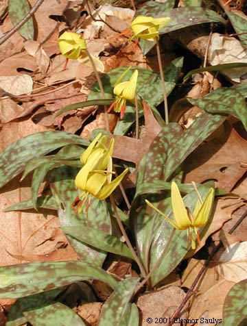 Erythronium americanum Ker-Gawl.