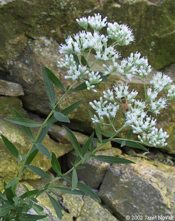 Eupatorium altissimum L.