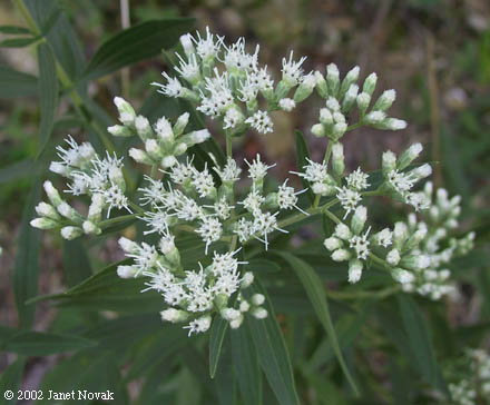 Eupatorium altissimum L.