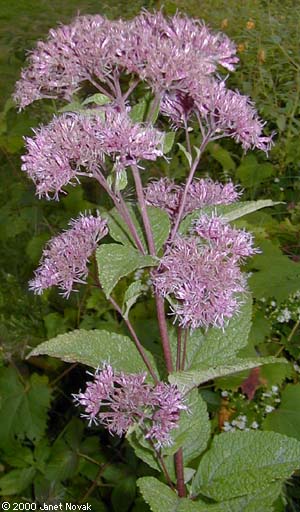 Eupatorium dubium Willd. ex Poir.