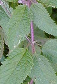 Eupatorium dubium Willd. ex Poir.