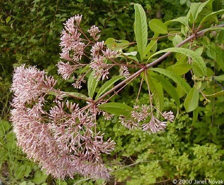 Eupatorium fistulosum Barratt