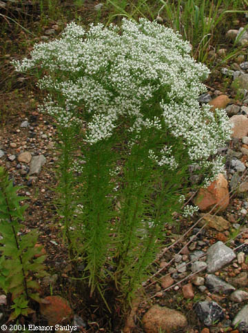 Eupatorium hyssopifolium L.