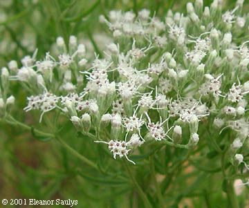 Eupatorium hyssopifolium L.
