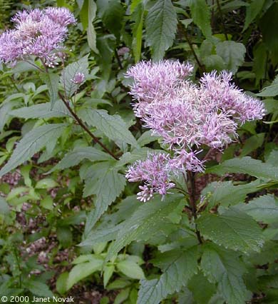 Eupatorium maculatum L.