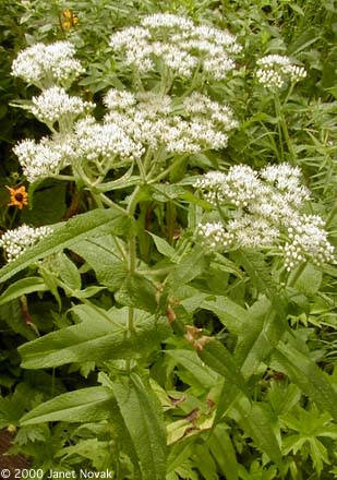 Eupatorium perfoliatum L.