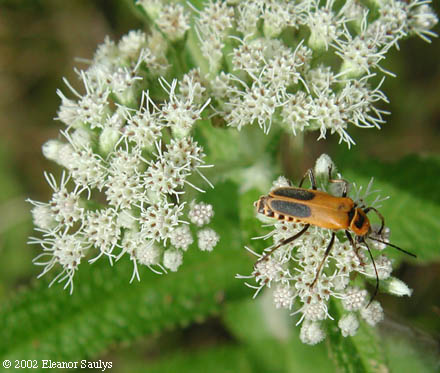 Eupatorium perfoliatum L.