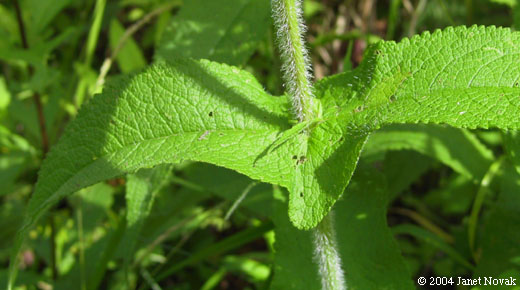 Eupatorium perfoliatum L.