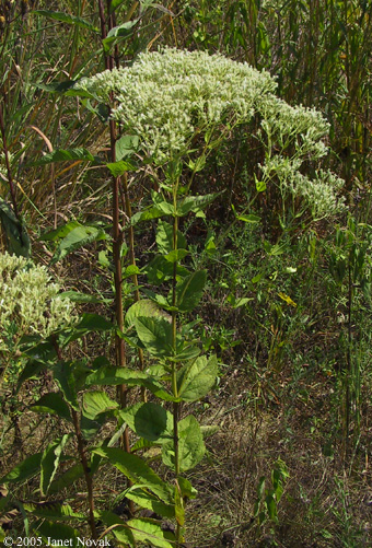 Eupatorium rotundifolium L.