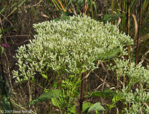 Eupatorium rotundifolium L.