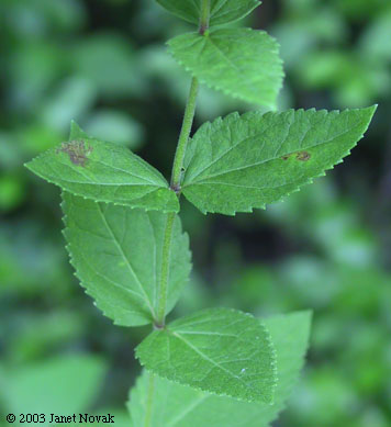 Eupatorium rotundifolium L.