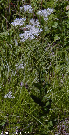 Eupatorium rotundifolium L.
