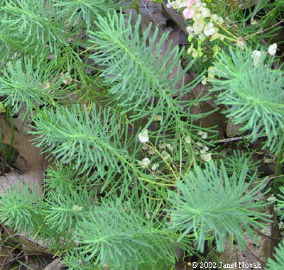 Euphorbia esula L.