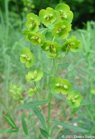 Euphorbia esula L.