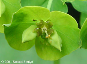Euphorbia esula L.