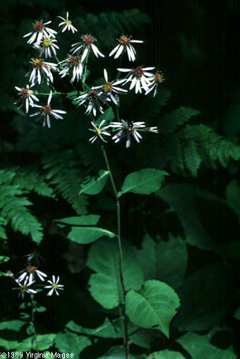 Eurybia macrophylla (L.) Cass.