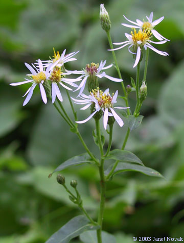 Eurybia macrophylla (L.) Cass.