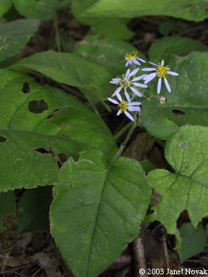 Eurybia macrophylla (L.) Cass.