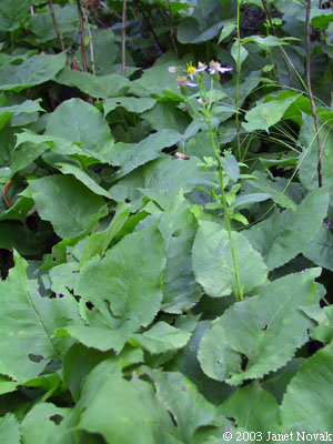 Eurybia macrophylla (L.) Cass.