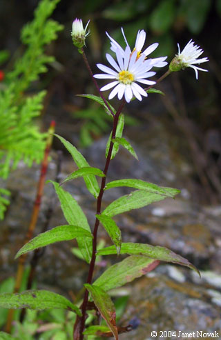 Eurybia radula (Ait.) Nesom