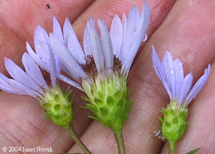 Eurybia radula (Ait.) Nesom